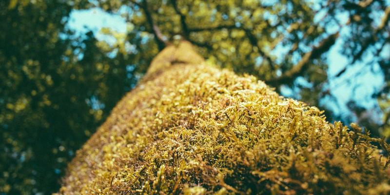 碳中和目标下的绿色能源行业：市场分析、技术动态与投资热点全解析