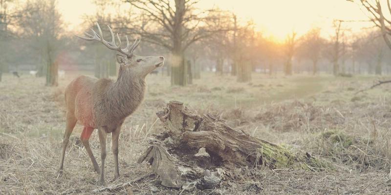 门户网站如何整合综合信息与技术动态，重塑行业资讯新生态